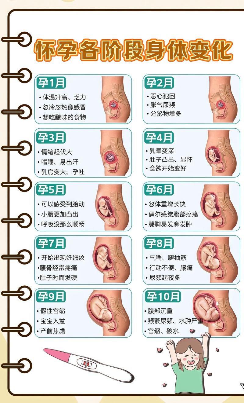 揭秘供卵代孕妈妈怀孕小腹分两节，孕期变化的奥秘乐东代生机构: